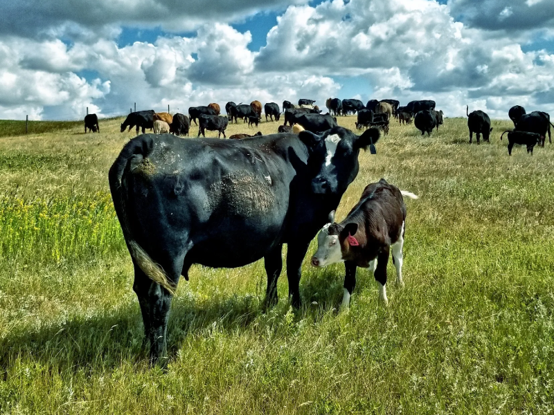 Cattle Cattle