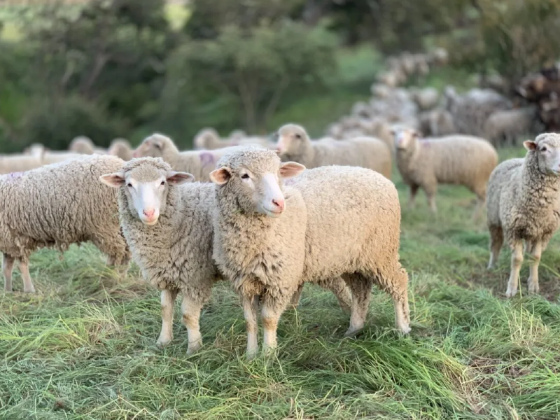 Sheep Sheep