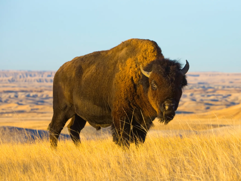 bison bison
