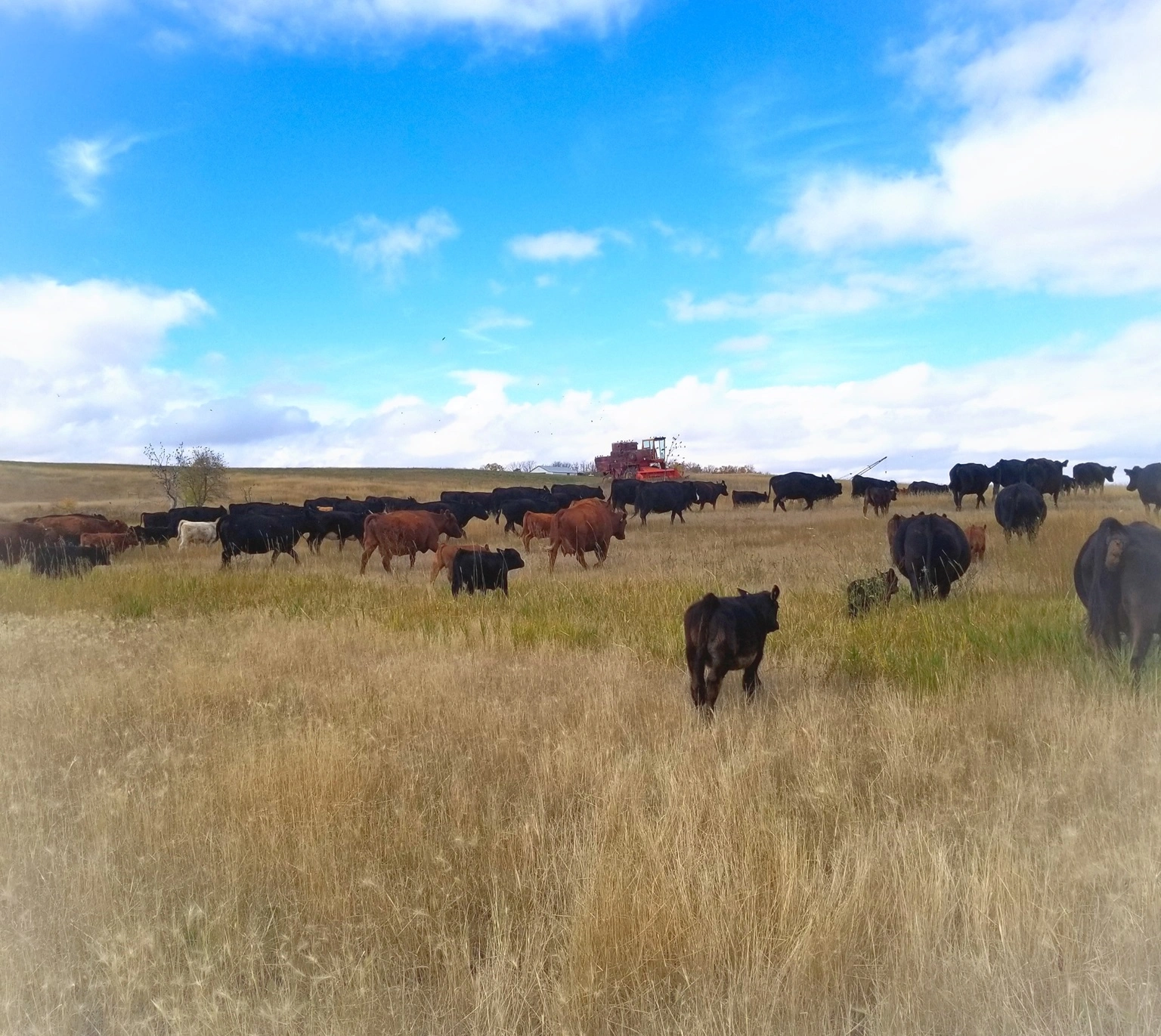 cattle grazing in a field cattle grazing in a field